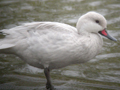 White-cheeked Pintail
